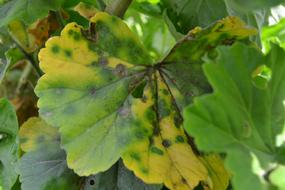 garden bush