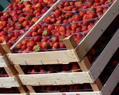 strawberry box market