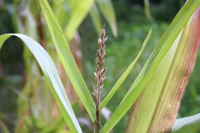 corn plant