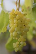 sweet bunch of grapes