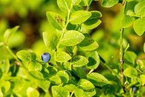 blue berries in bush