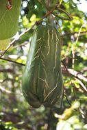 green eggplant