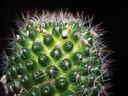 prickly plant in pot