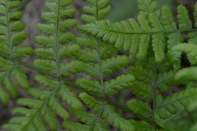 grassland vegetation