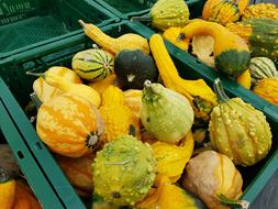 yellow delicious pumpkins in box