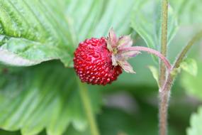 little berry