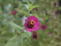flower on stem
