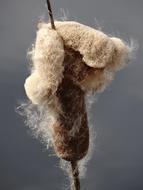 fluffy rush