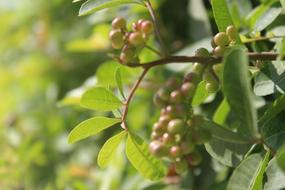 wild forest berries