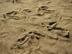 cute footprints in sand