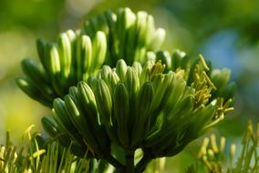 green flower sprout