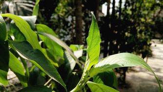 Leaf Nature Flora