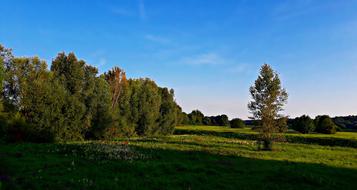 Landscape of Field Meadow at sunset