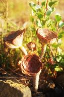 field plant