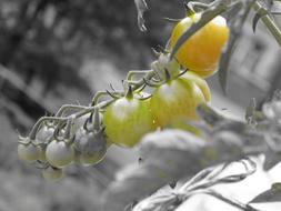 bright fruit on stem