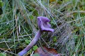 Violet Mushroom in Autumn Forest