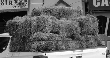 dry hay harvest
