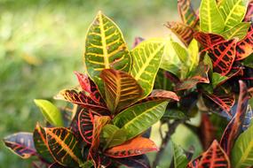 colored bush leaves