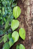 leaves on pole