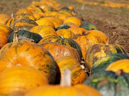 fresh homemade pumpkin