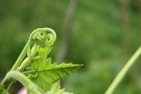 twisted stalk