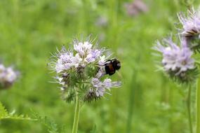 field with bee