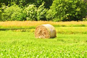 wheat bale in field