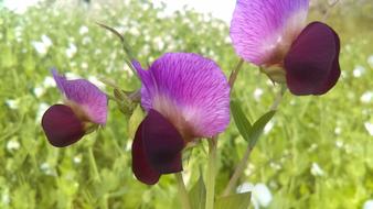 wildflower in spring