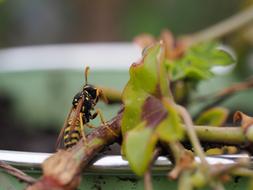 close up of an insect