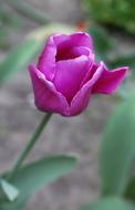 bright spring flower