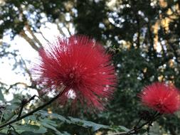 red plant bud