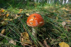 red lonely mushroom