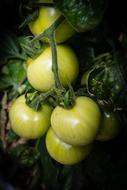unripe tomatoes