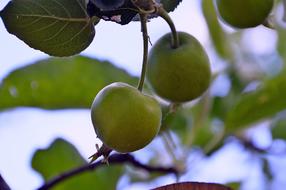 Apple Summer Green