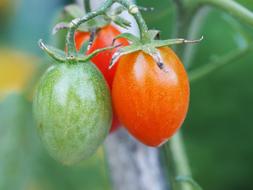 tasty tomatoes in the bush