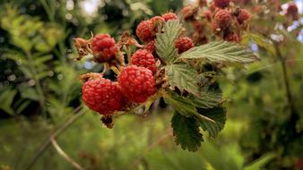 berry branch