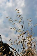cornfield blooms