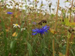 bee on flower in field