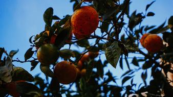 garden oranges
