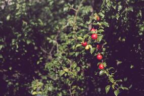 fertile tree