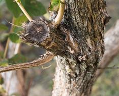 old forest tree