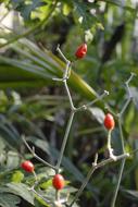 hot chili peppers on bush