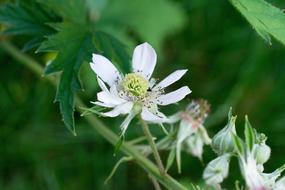 berry flowers in garden