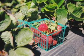 fruit in container
