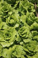 green cabbage blossoms