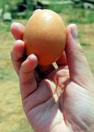 chicken egg in hand