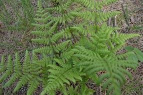Pteridium aquilinum