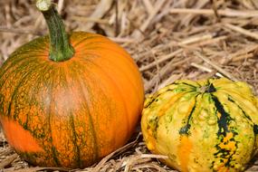 pumpkins in dry grass