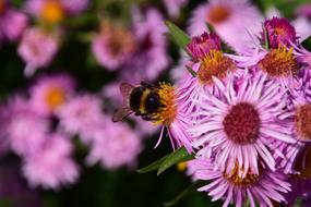 hornet in flower garden