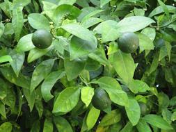 garden lime tree